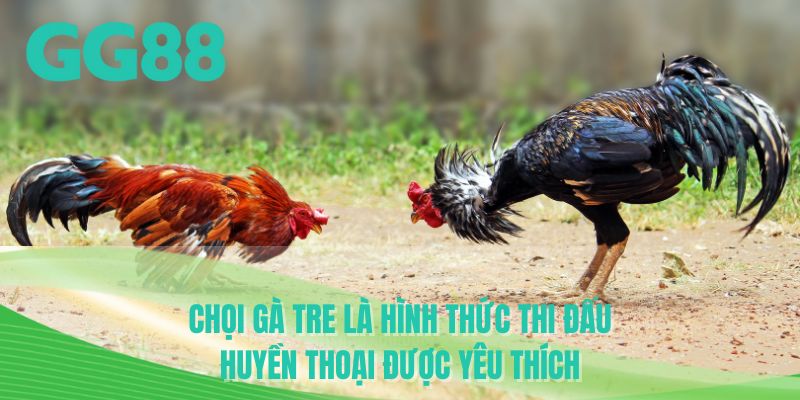 Chọi gà tre là hình thức thi đấu huyền thoại được yêu thích