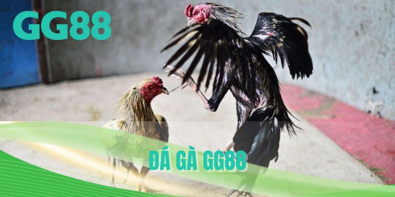 đá gà GG88